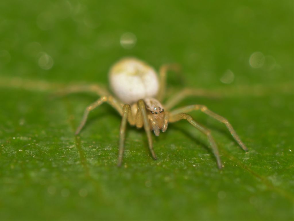 Nigma puella?